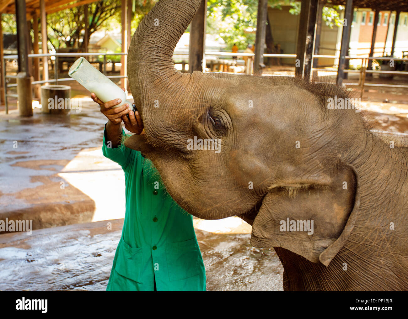 Feeding the baby elephant with milk bottle in the Pinnawala Elephant