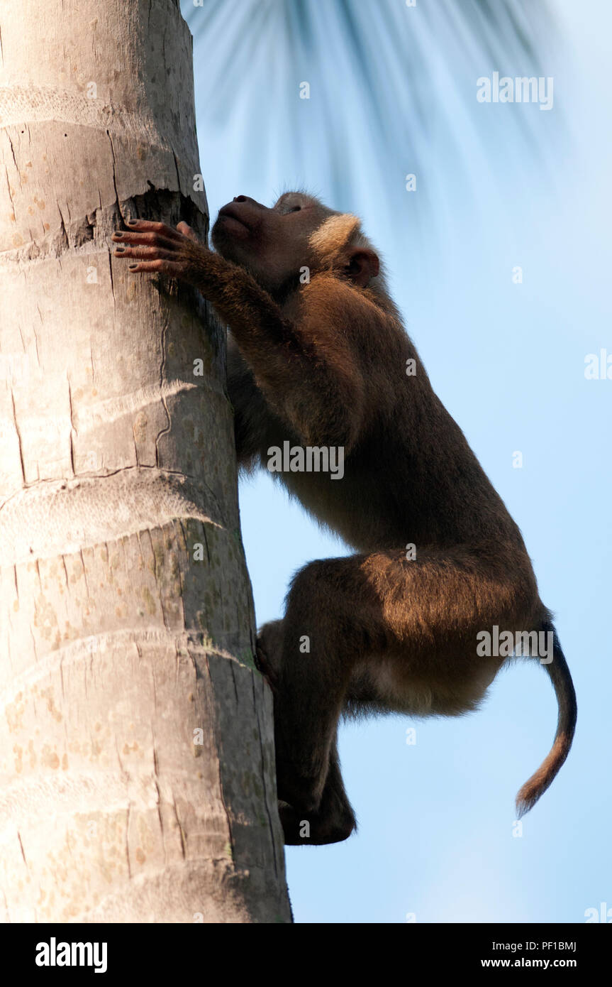Northern Pig-tailed Macaque - Climbing coconut tree - Thailand - (Macaca leonina) Macaque à queue de cochon du nord - grimpant sur un cocotier - Thaïl Stock Photo