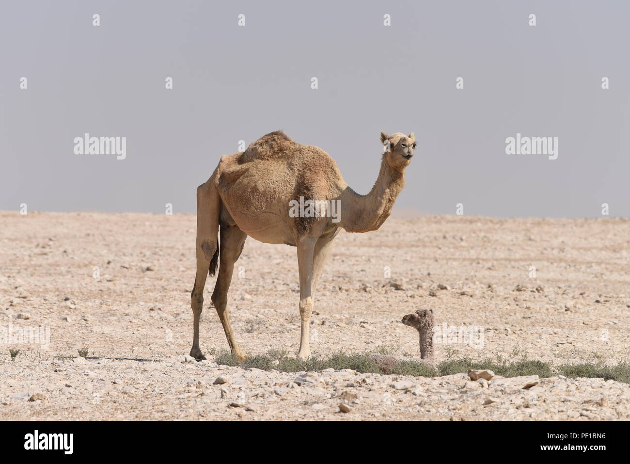 Day old young camel with it's mother in the Qatar Desert Stock Photo