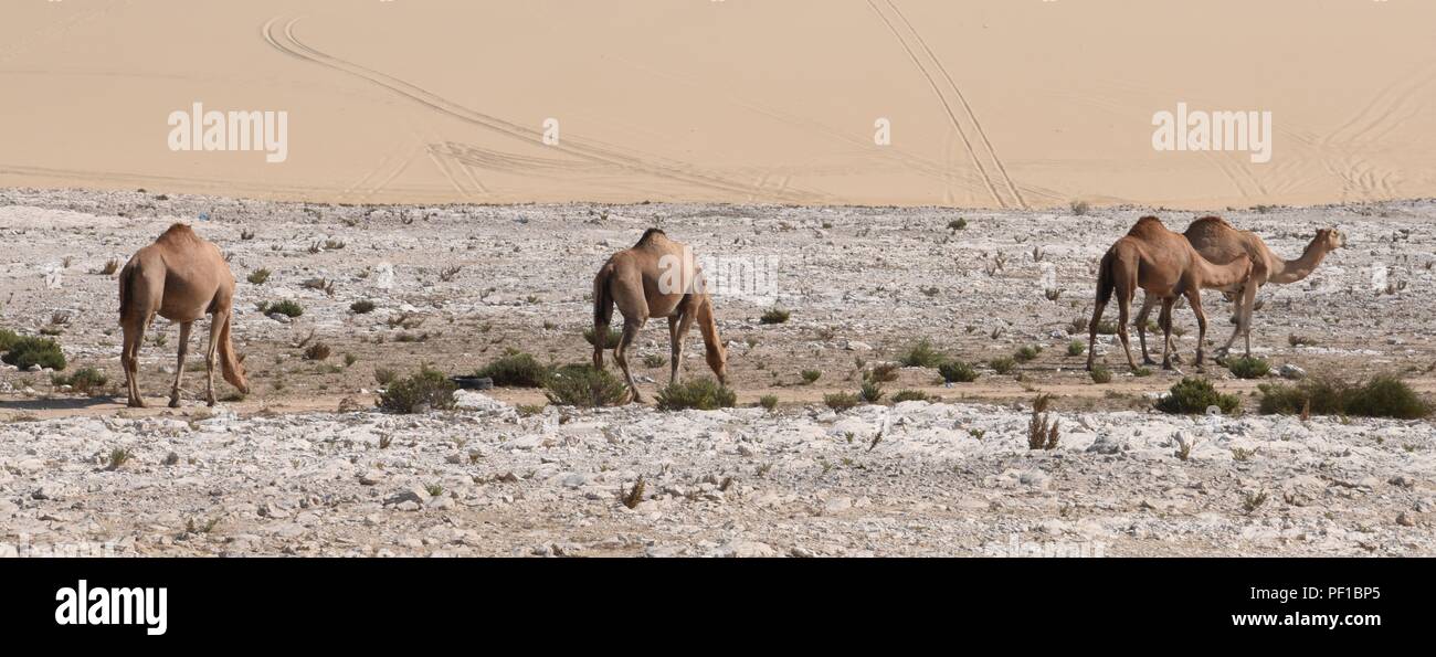 Wild Camels seen in the Qatar Desert Stock Photo