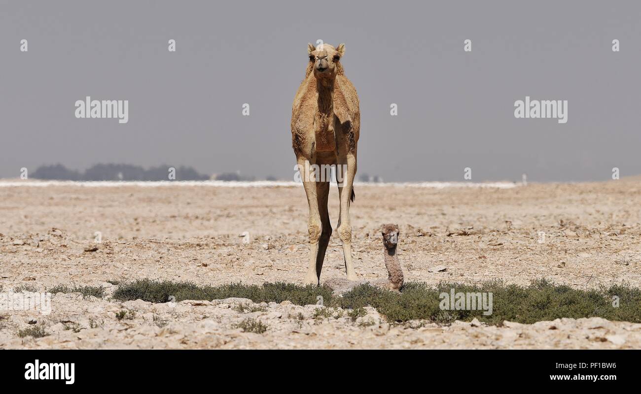 Day old young camel with it's mother in the Qatar Desert Stock Photo