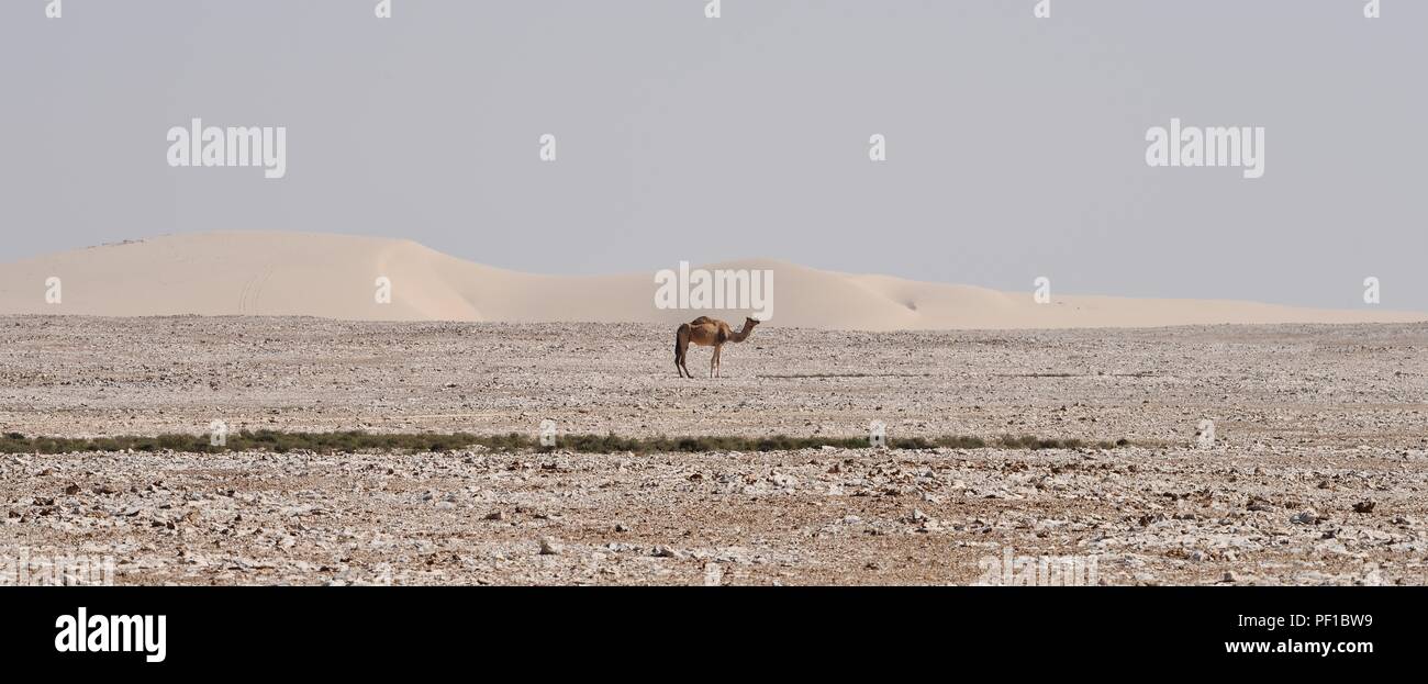 Wild Camels seen in the Qatar Desert Stock Photo