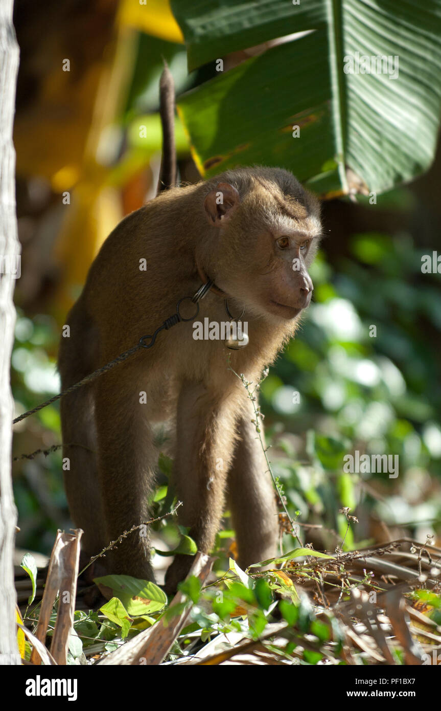 A monkey helped harvest and husking the coconut. Long-tailed monkeys or  long-tailed macaque in Pariaman, not just animals that live in the wild,  but these monkeys are also utilized by the local