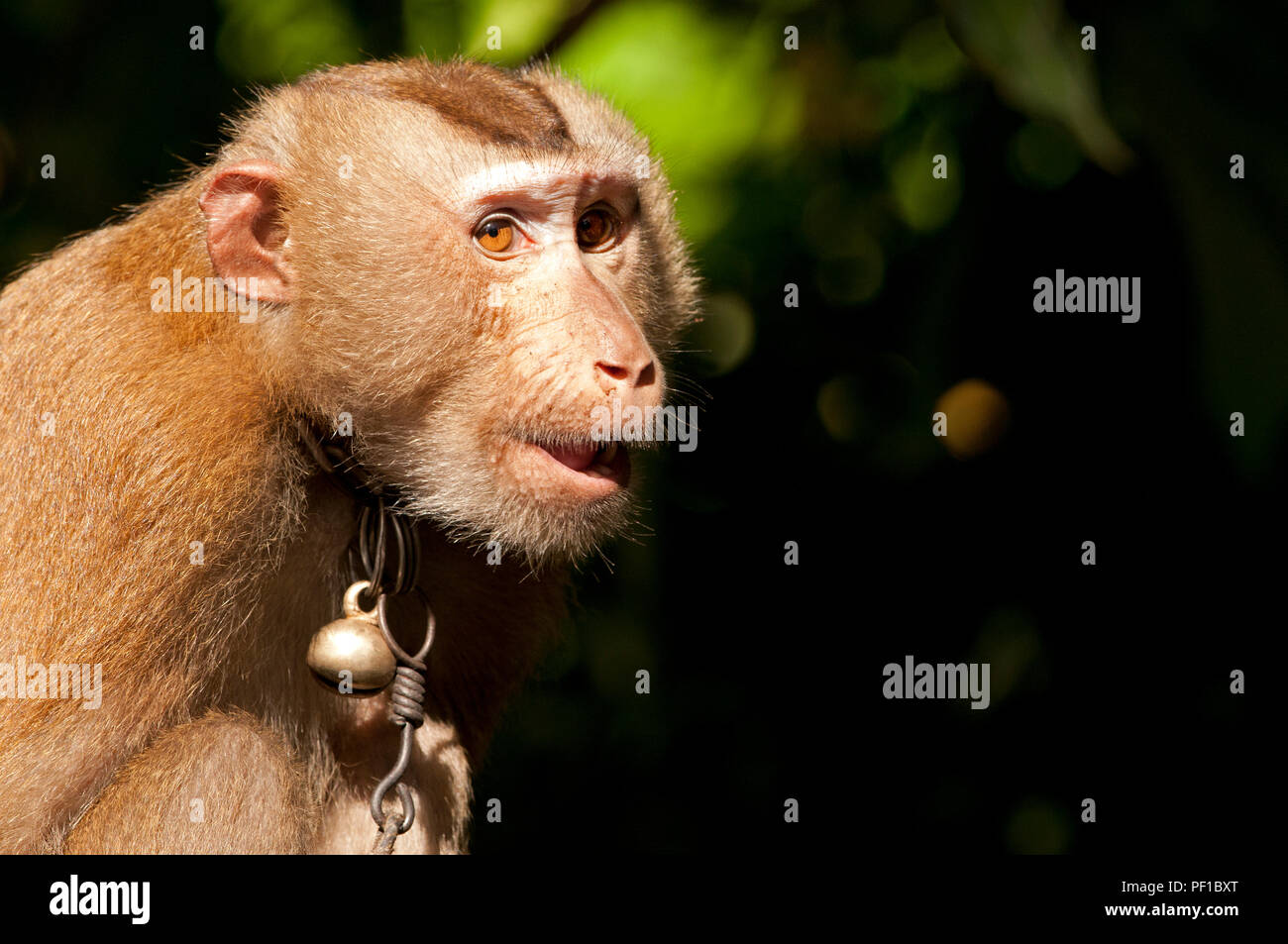 A monkey helped harvest and husking the coconut. Long-tailed monkeys or  long-tailed macaque in Pariaman, not just animals that live in the wild,  but these monkeys are also utilized by the local