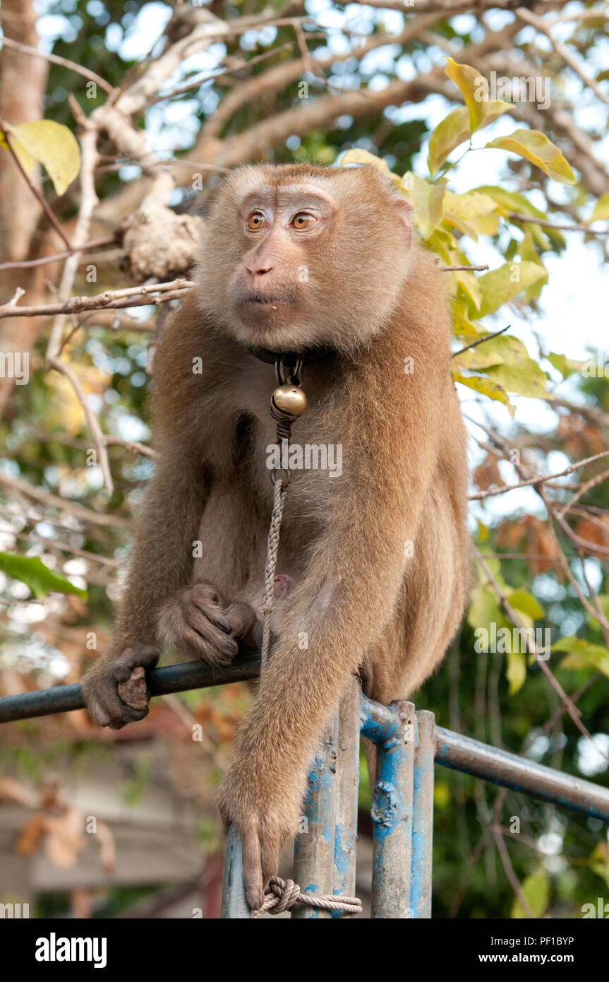 A monkey helped harvest and husking the coconut. Long-tailed monkeys or  long-tailed macaque in Pariaman, not just animals that live in the wild,  but these monkeys are also utilized by the local