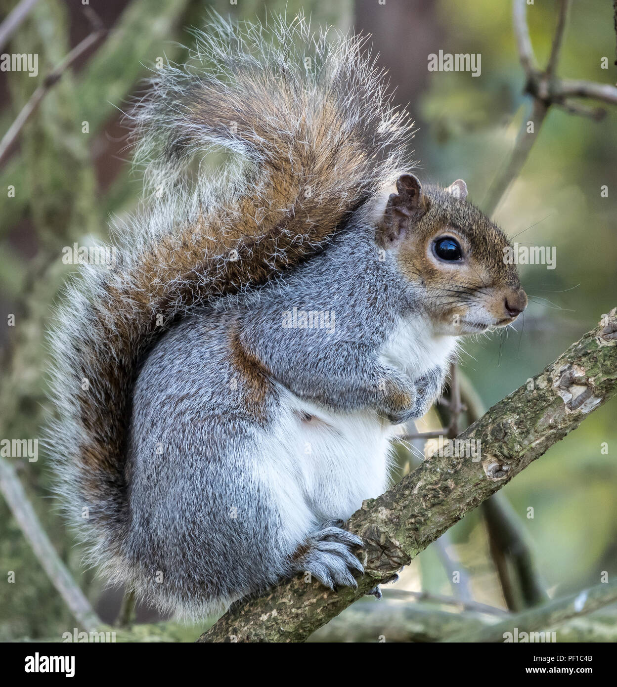 Grey Squirrel on branch Stock Photo