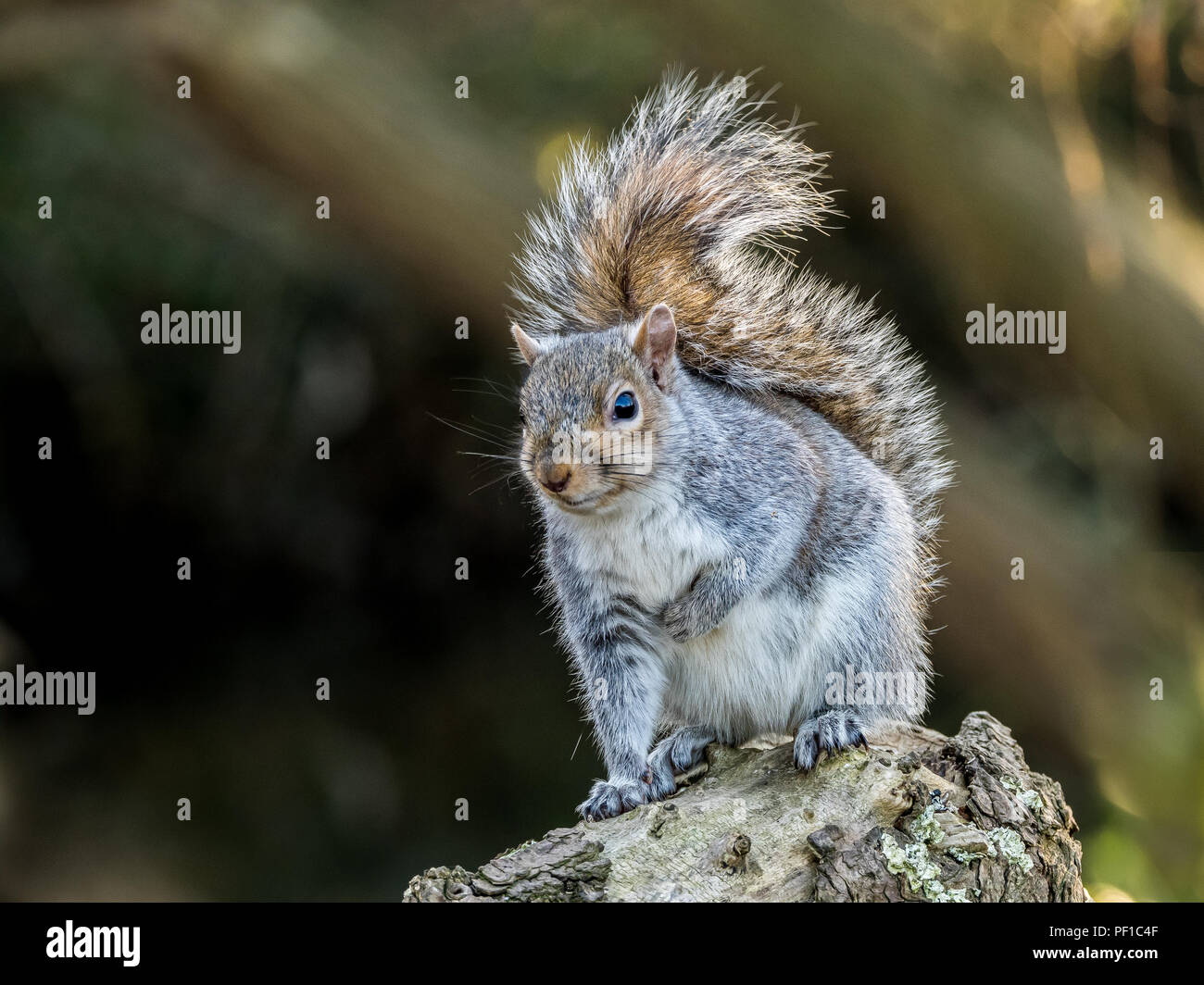 Grey Squirrel on tree stump Stock Photo