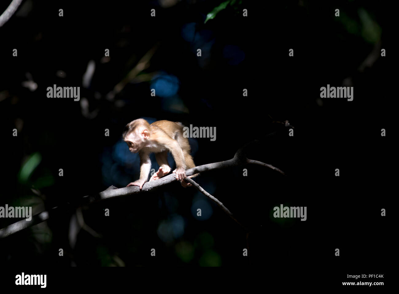 Northern pig-tailed Macaque (Macaca leonina) - Baby in sunshine ...