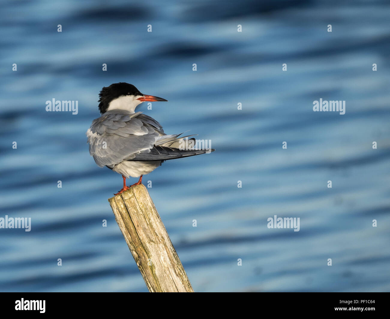 Common Tern (Sterna Hirundo) perched on post looking right over water Stock Photo