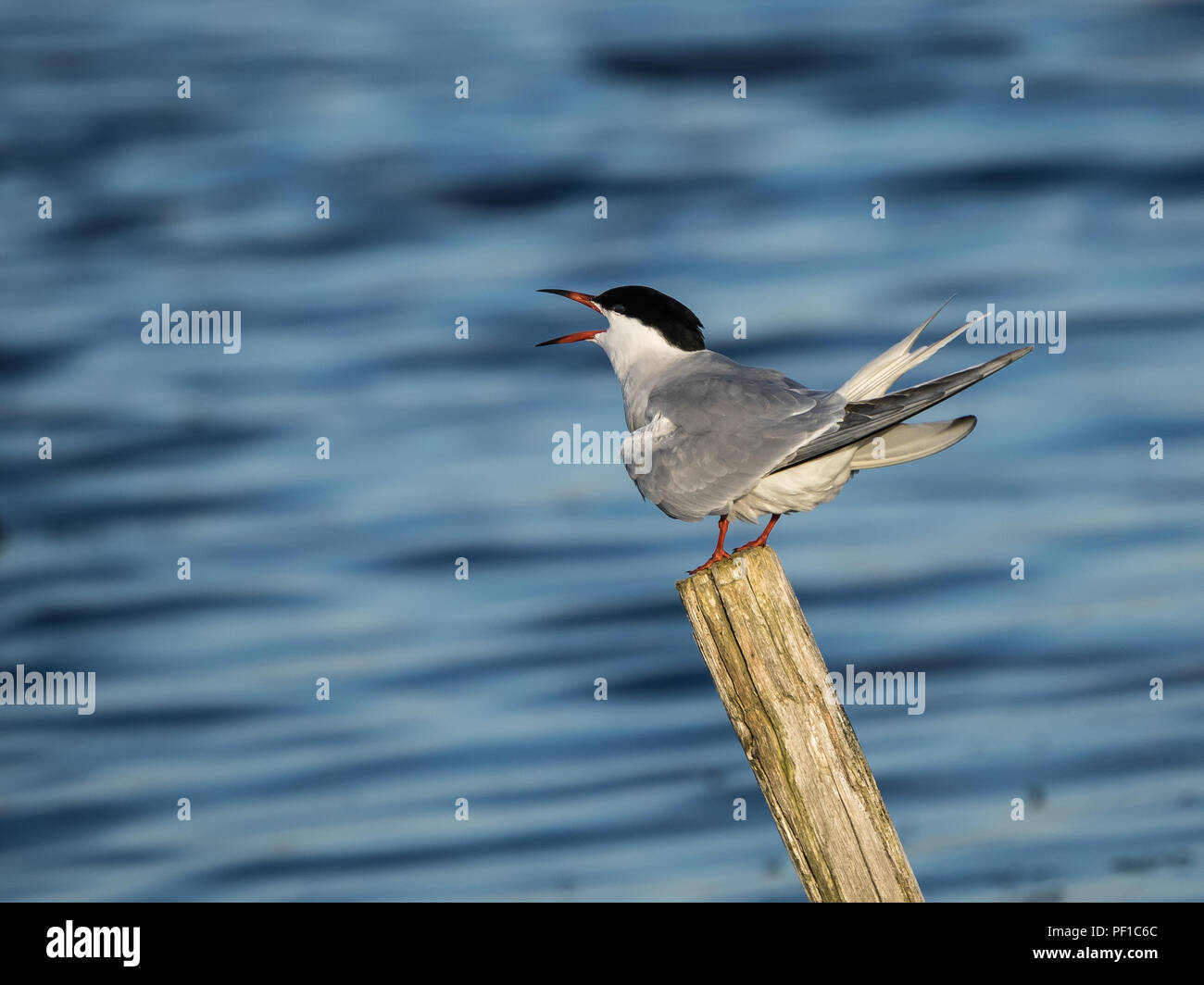 Common Tern (Sterna Hirundo) perched on post calling Stock Photo