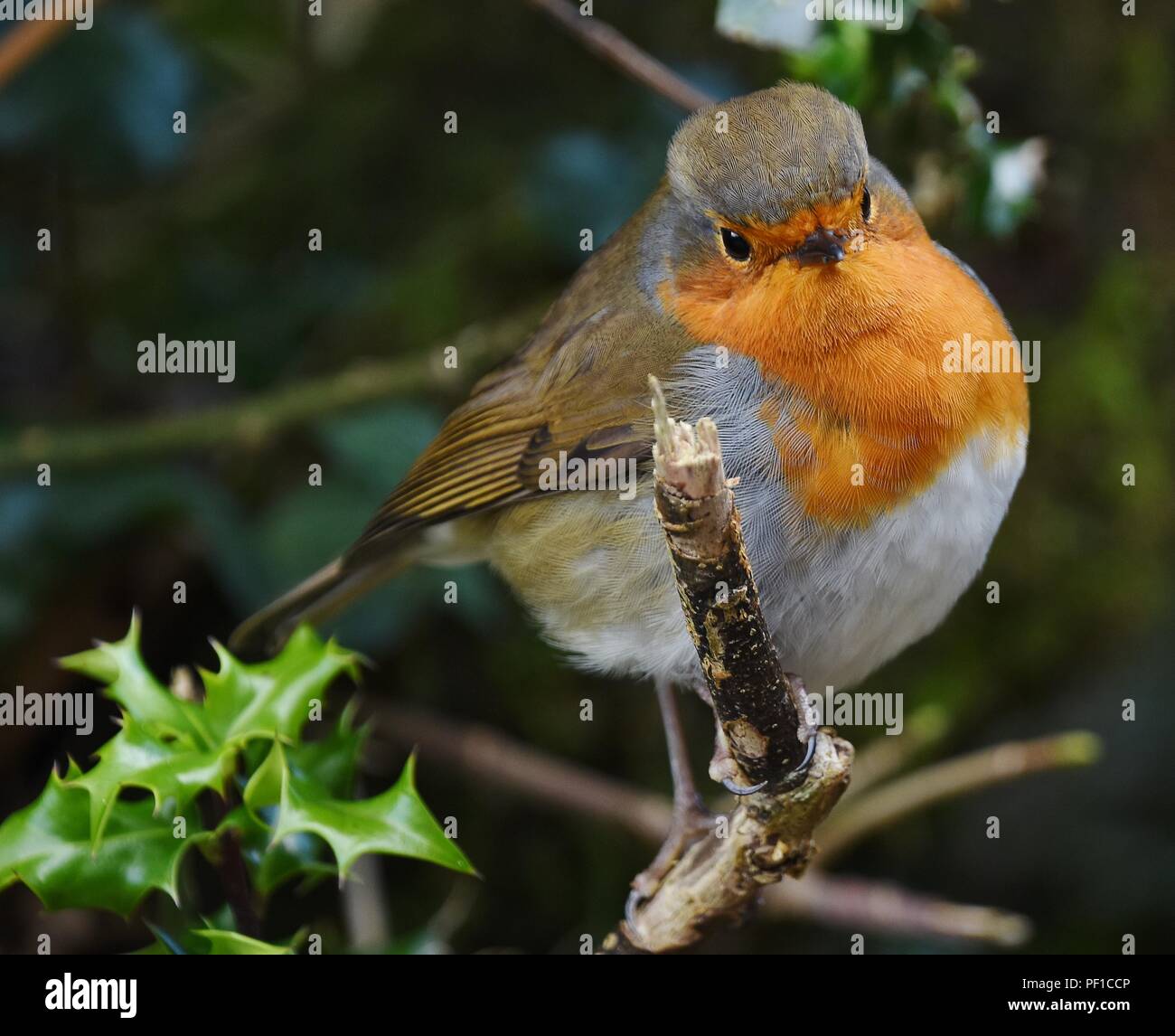 close up of a Robin on a holly tree in Portmeirion, Wales Stock Photo