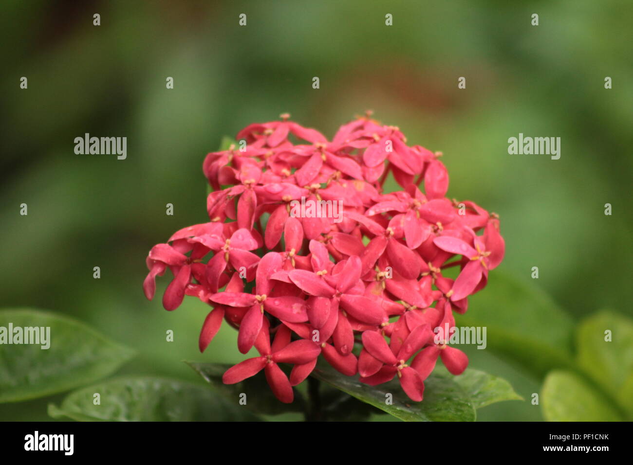 Spring Season In India High Resolution Stock Photography and Images Alamy