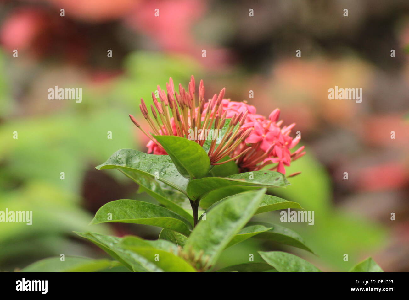 beautiful park in spring season in India Stock Photo