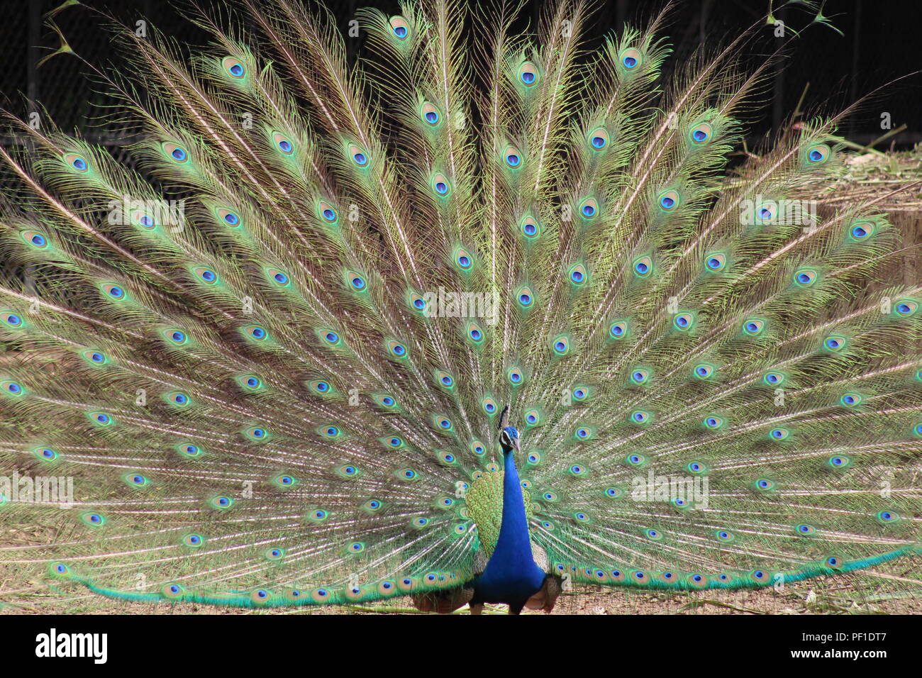 Beautiful Nature In Rainy Season Beautiful Wild Life And Wild