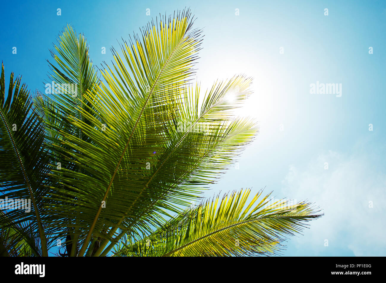 Palm branch of the sky background Stock Photo Alamy