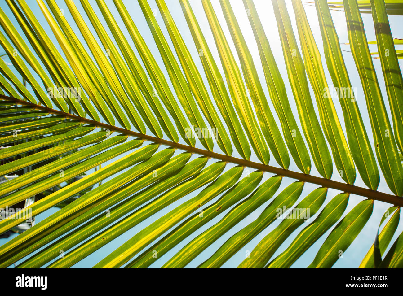 Palm branch of the sky background Stock Photo Alamy