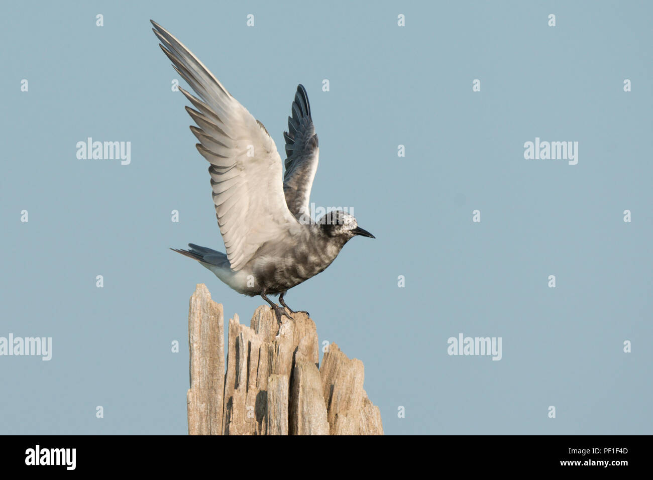 Black Tern on driftwood roost stetches wings • Lakeview WMA, NY • 2014 Stock Photo