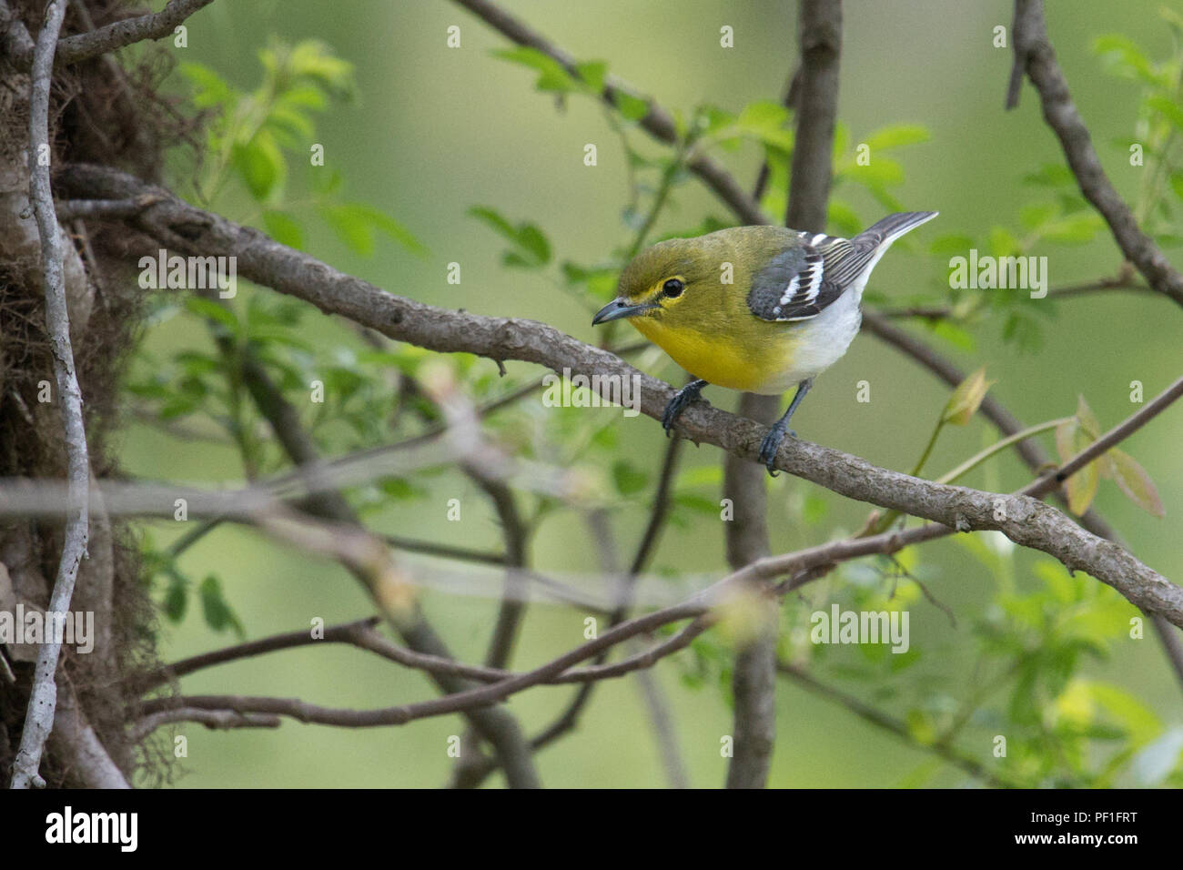 Yellow-throated Vireo plans its next move • Howland Island WMA, NY • 2018 Stock Photo