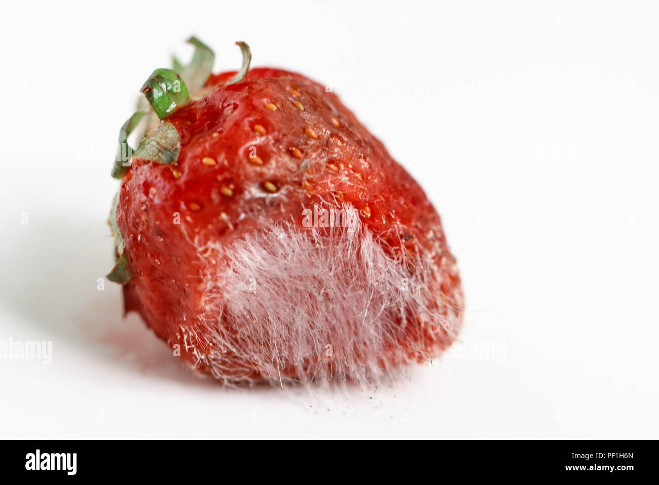 Closeup macro shot image of rotten strawberry with large mold isolated on white background. Stock Photo