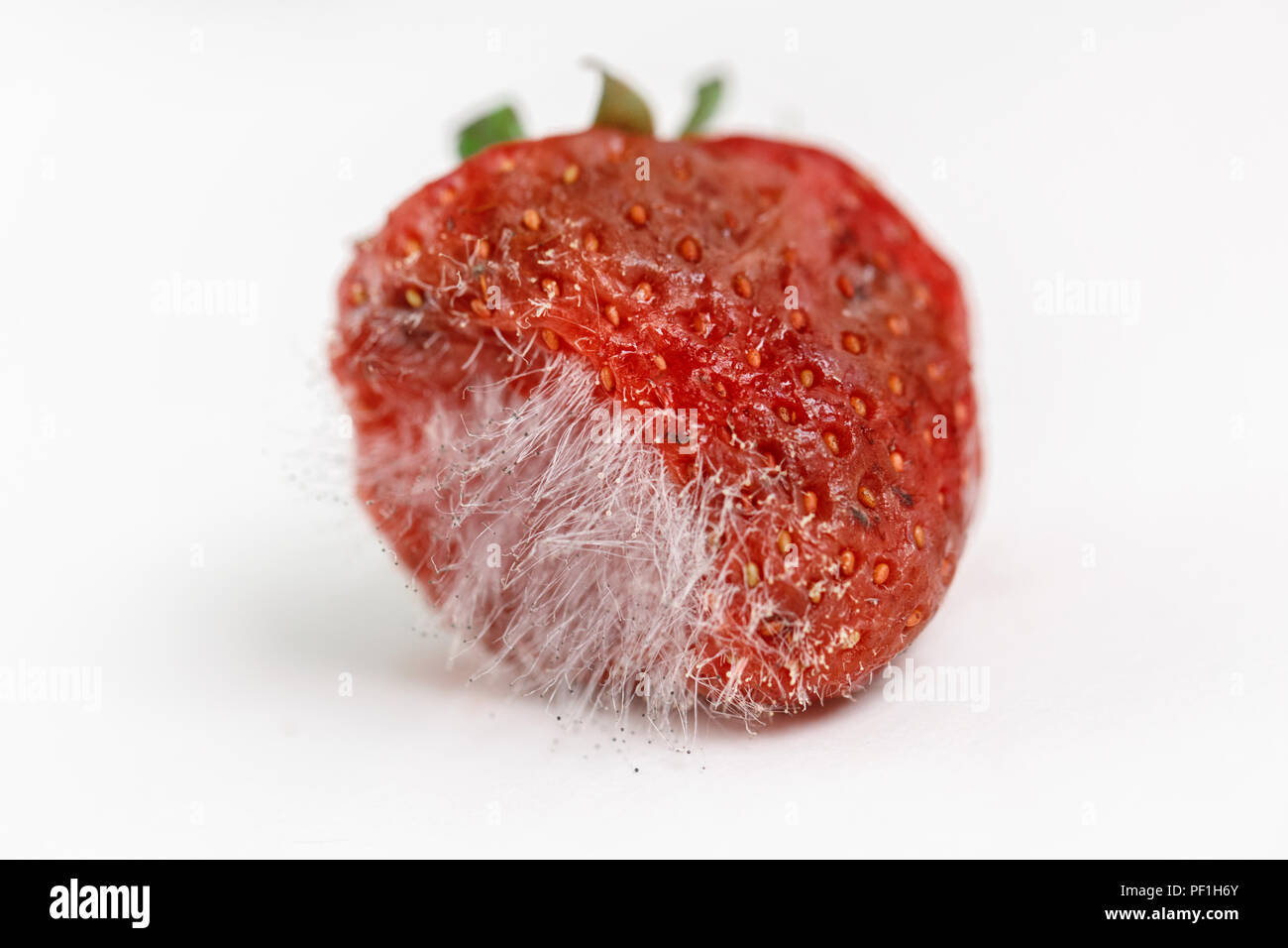 Closeup macro shot image of rotten strawberry with large mold isolated on white background. Stock Photo