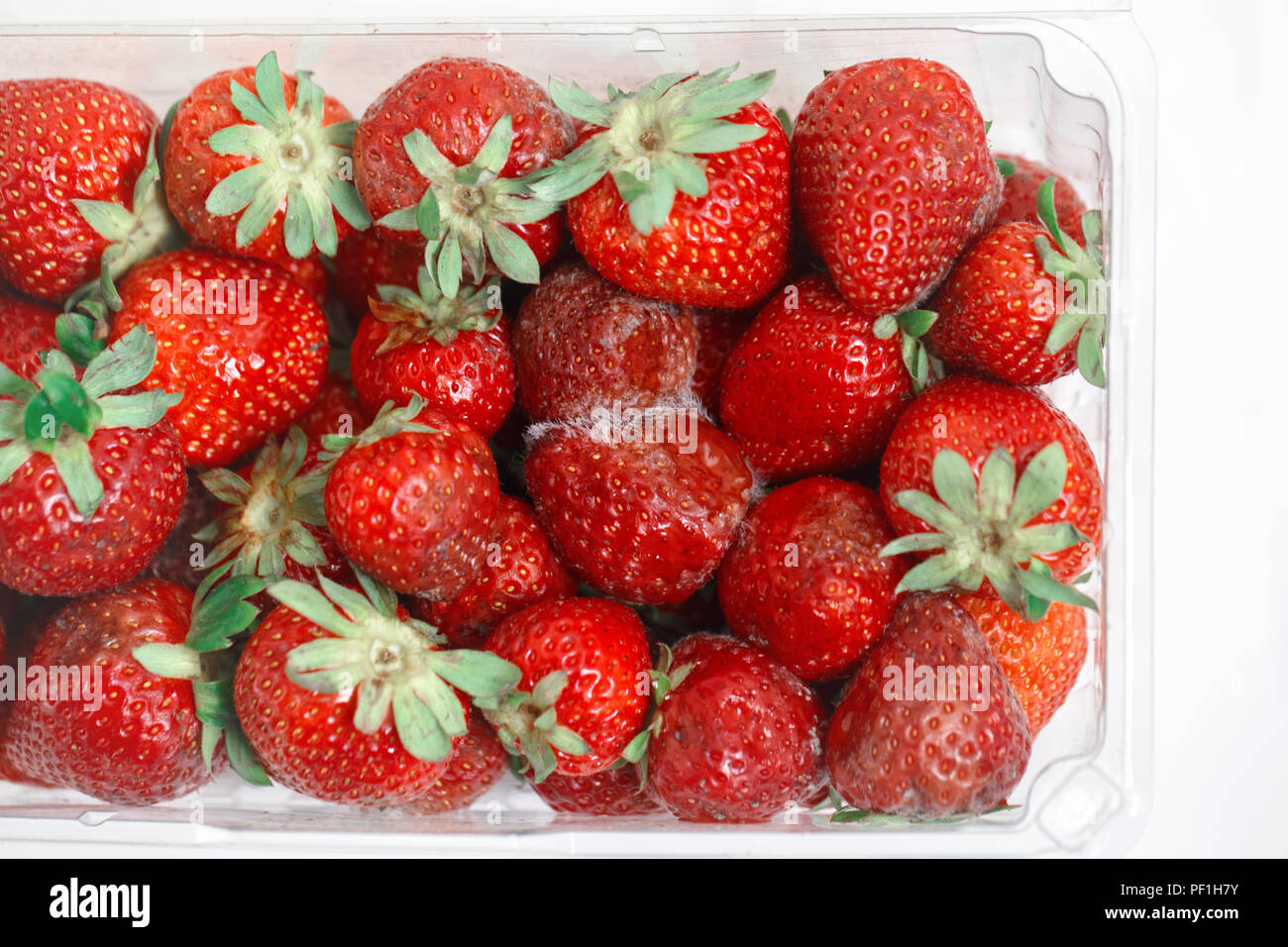 Closeup macro shot image of rotten strawberry with white large mold in plastic transparent box container. Stock Photo