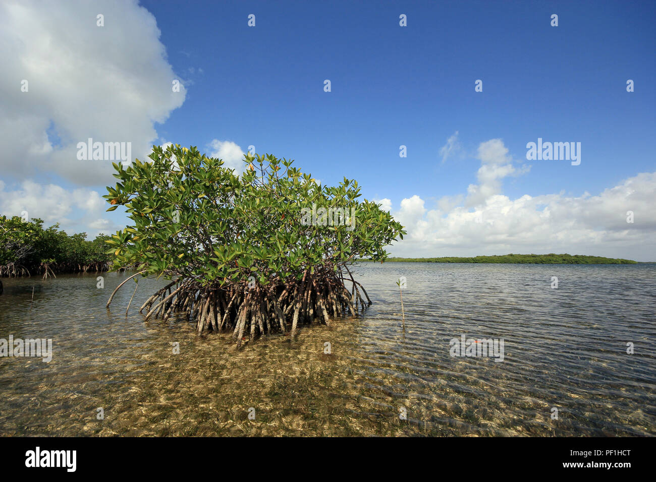 Red Mangroves in very shallow turtle grass flats in Card Sound, just