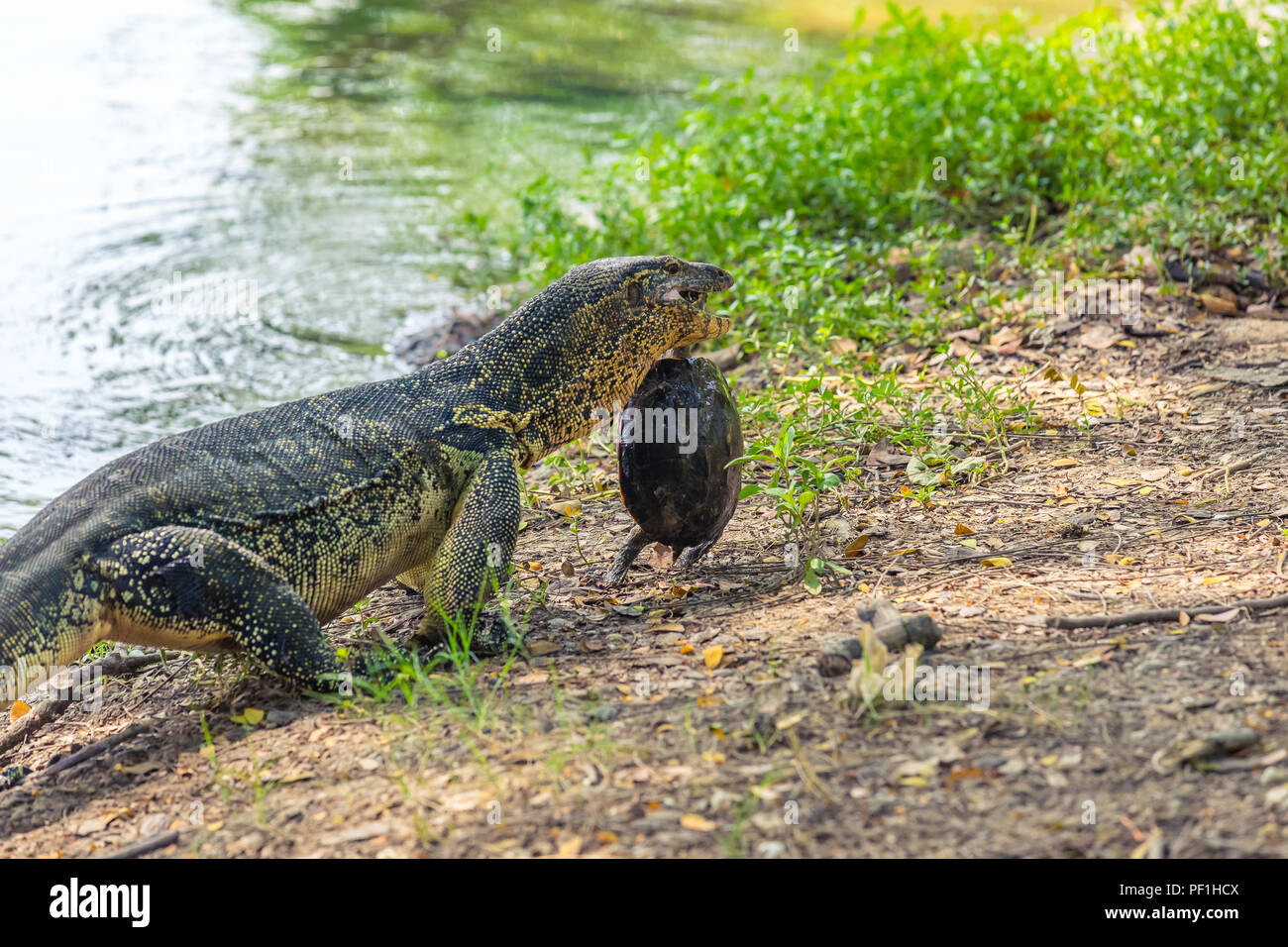 Lizard eating hires stock photography and images Alamy