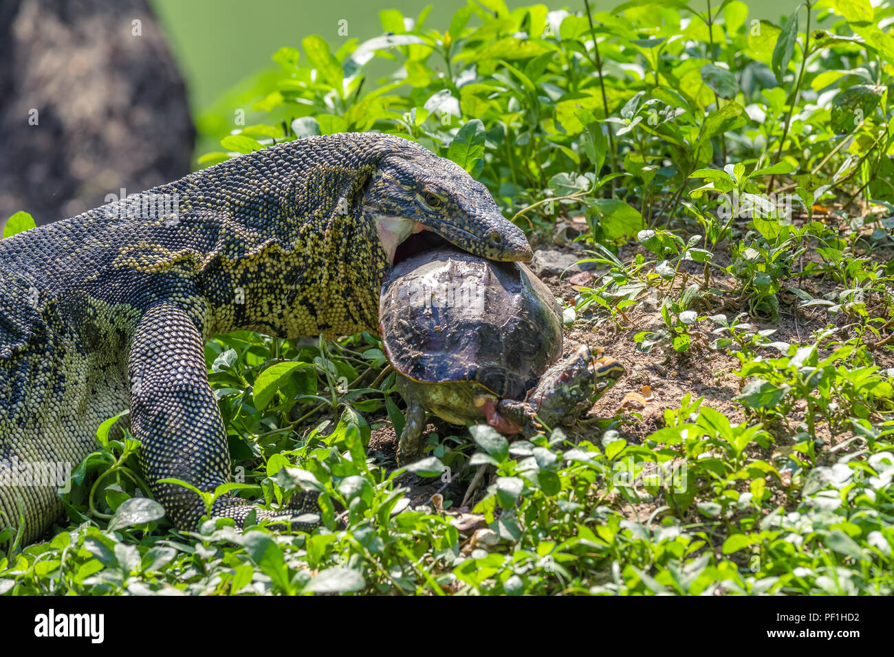 monitor-lizard-eating-hi-res-stock-photography-and-images-alamy
