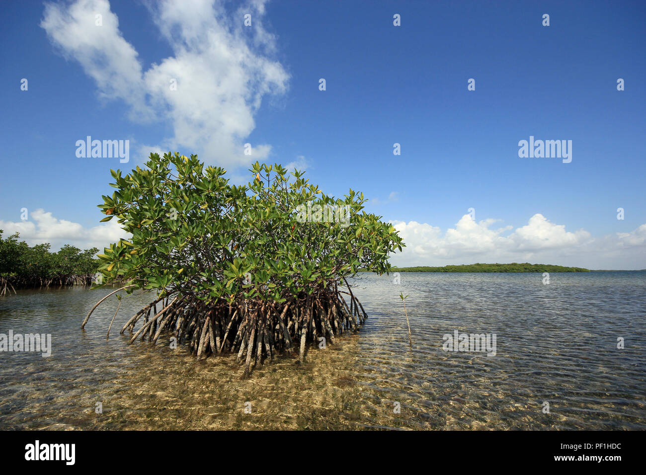 Red Mangroves in very shallow turtle grass flats in Card Sound, just