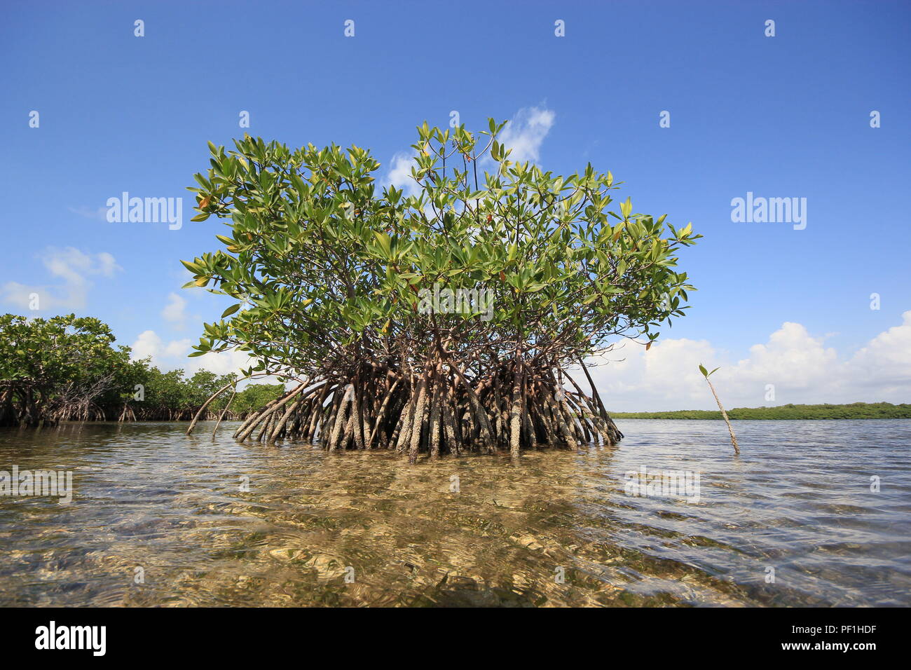 Red Mangroves in very shallow turtle grass flats in Card Sound, just