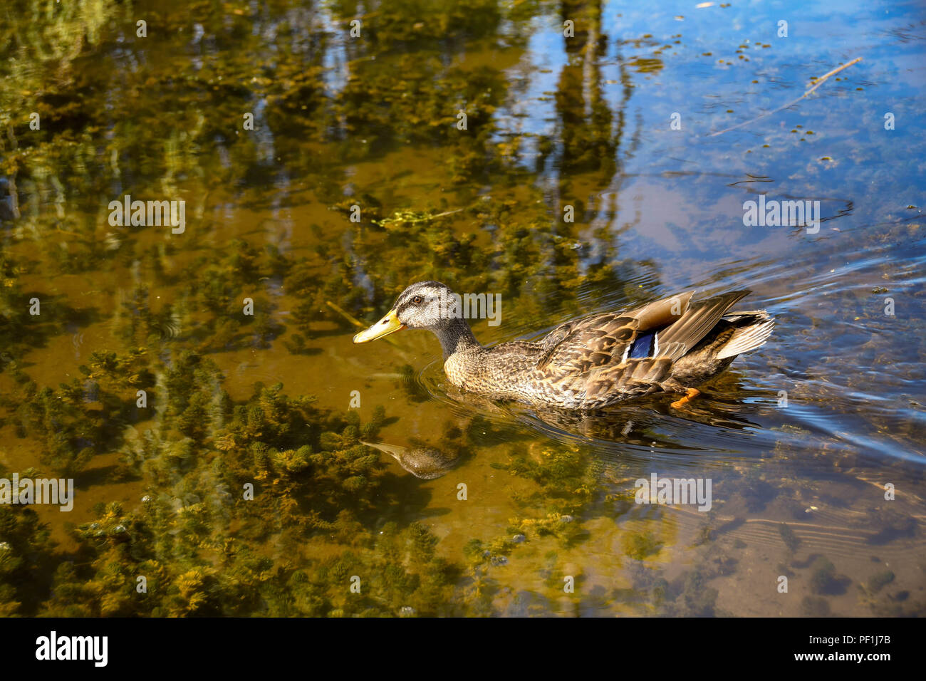 Scenic duck pond hi-res stock photography and images - Page 11 - Alamy