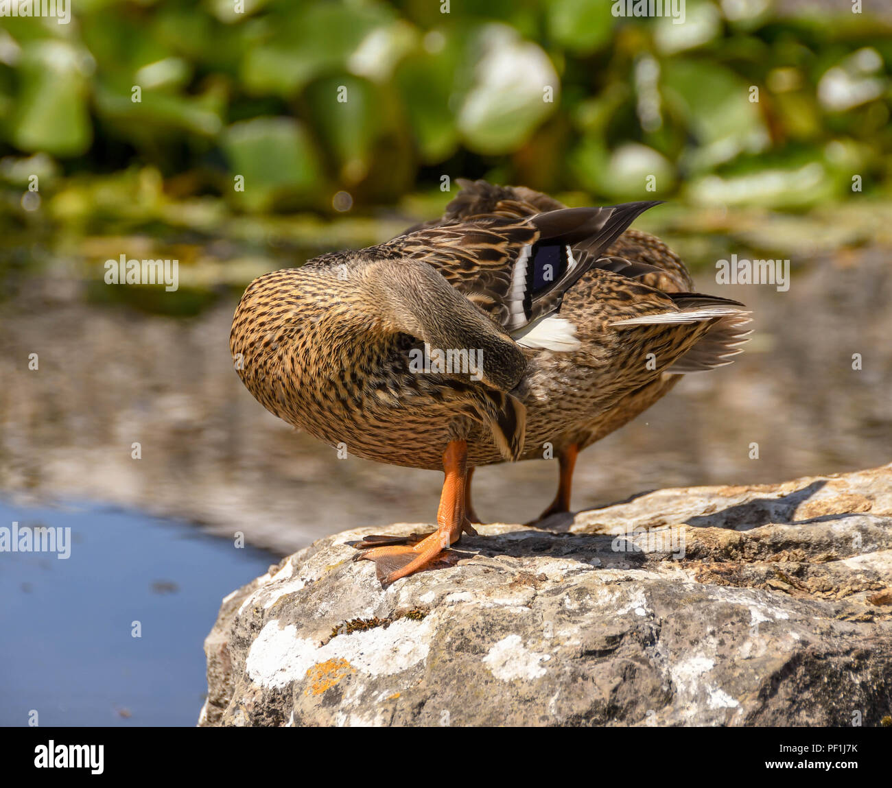 Wild duck preening its feathers Stock Photo Alamy
