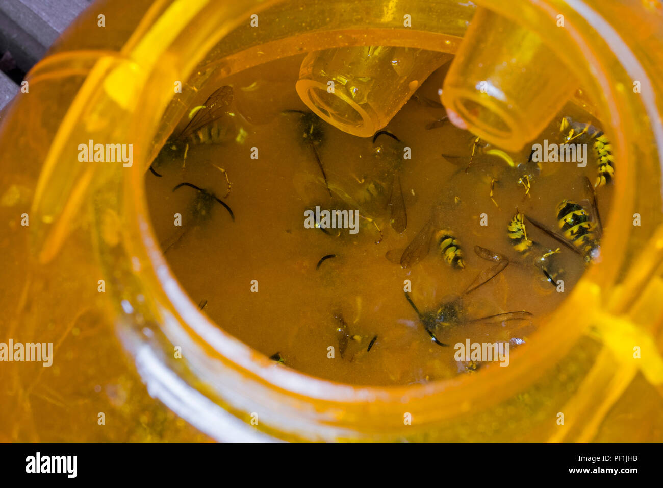 Plastic outdoor wasp trap attracting, trapping and killing wasps by drowning them in sweet liquid like beer or lemonade in summer Stock Photo