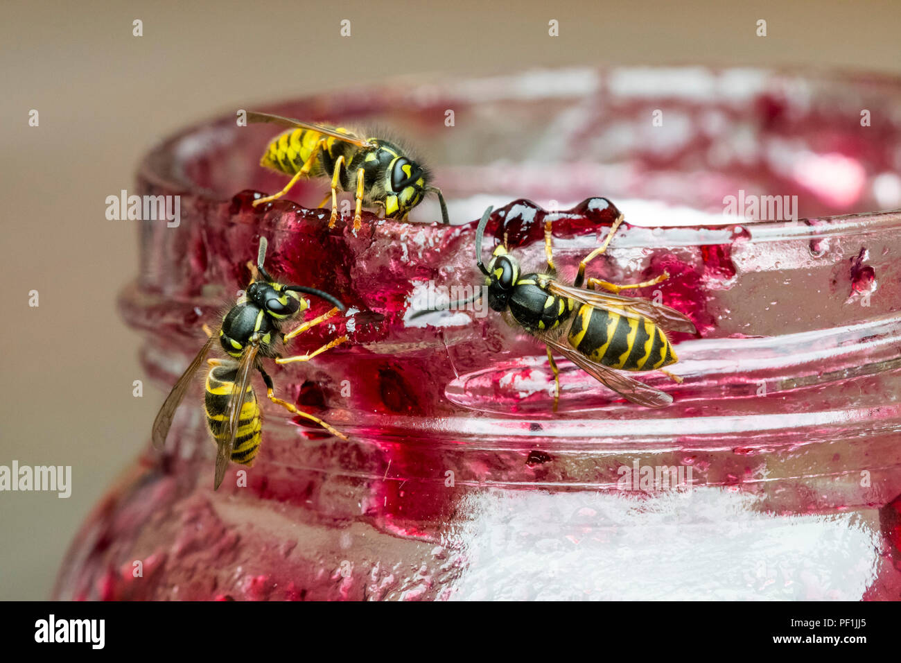 Three common wasps (Vespula vulgaris), attracted by sweet scent of fruit, eating marmalade from open jar / pot of jam in summer Stock Photo