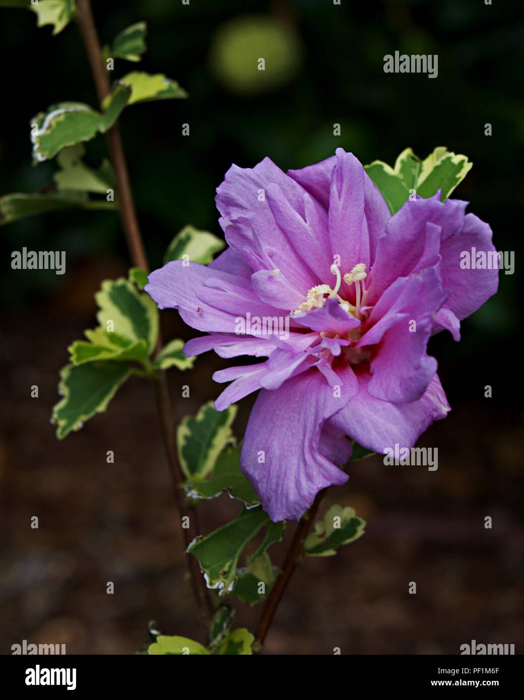 Light Purple Flower Stock Photo Alamy Light Purple Flower Stock Photo Alamy