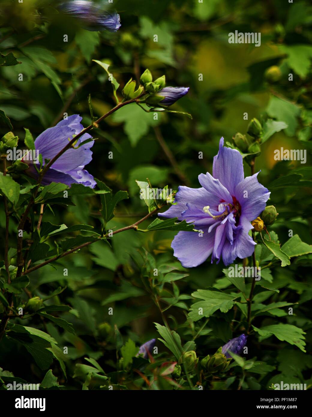 Purple Flower Pedals Stock Photo