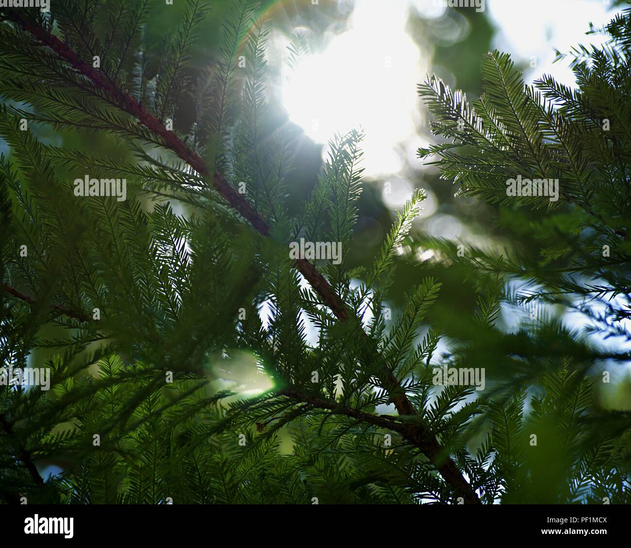 Sun Beam Through Pines Stock Photo