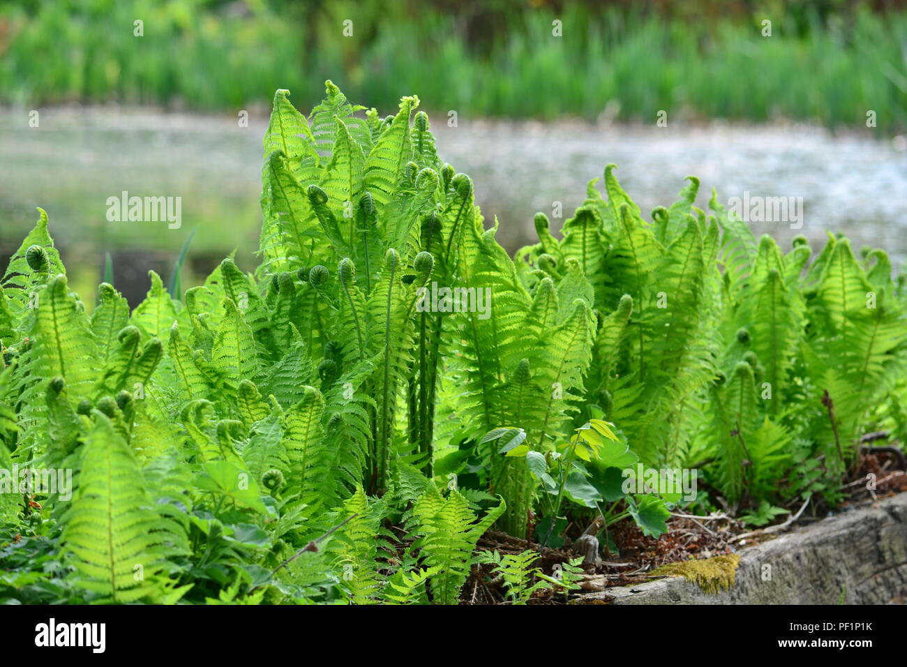 Group of ferns hi-res stock photography and images - Alamy