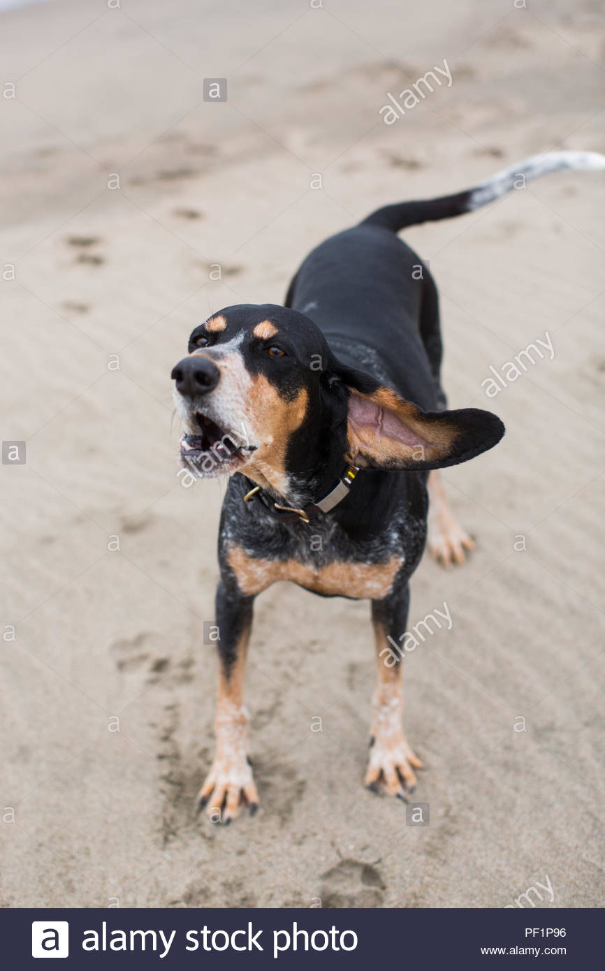 Howling Wind Stock Photos & Howling Wind Stock Images - Alamy