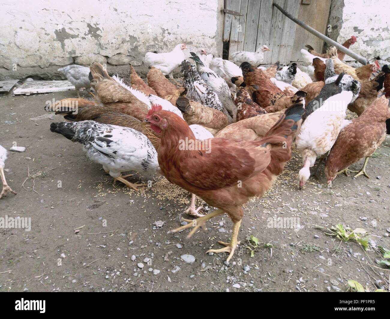 Chickens and hen eating food . Chicken, chicken, ferry, eats from