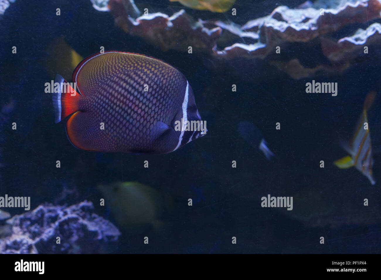The red-tailed butterflyfish or redtail butterflyfish ,Chaetodon ...