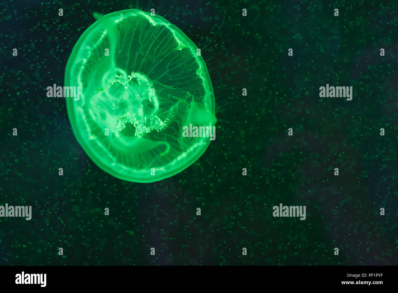 Aurelia aurita, translucent moon jellyfish swimming inside aquarium