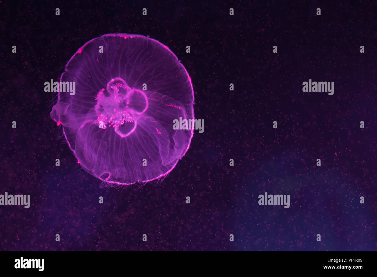 Aurelia aurita, translucent moon jellyfish swimming inside aquarium