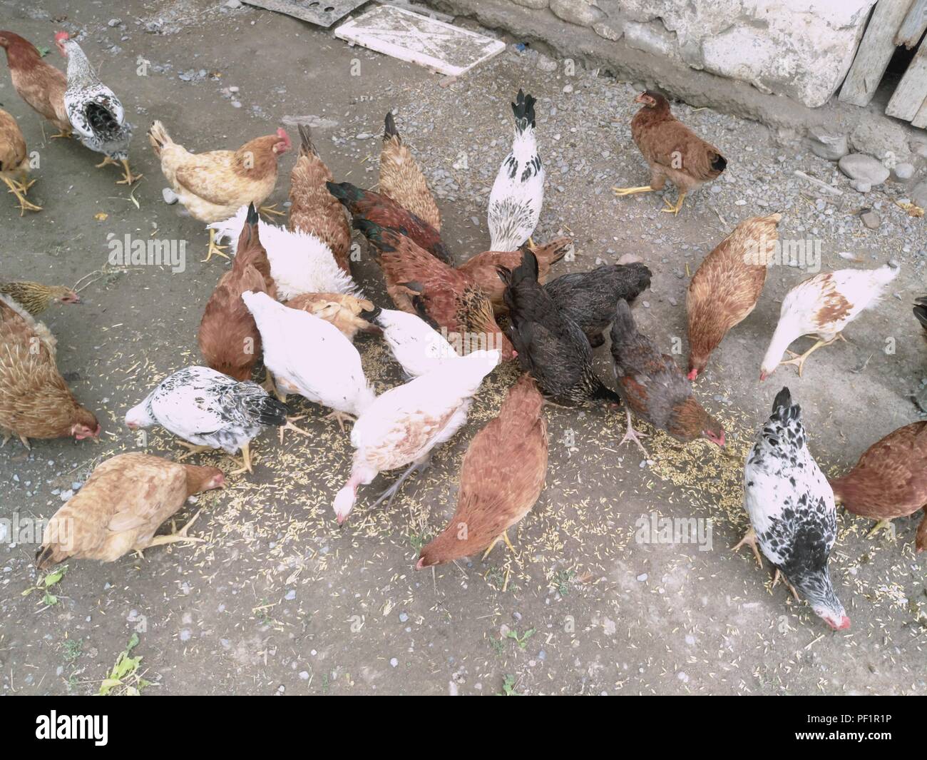 Chickens and hen eating food . Chicken, chicken, ferry, eats from