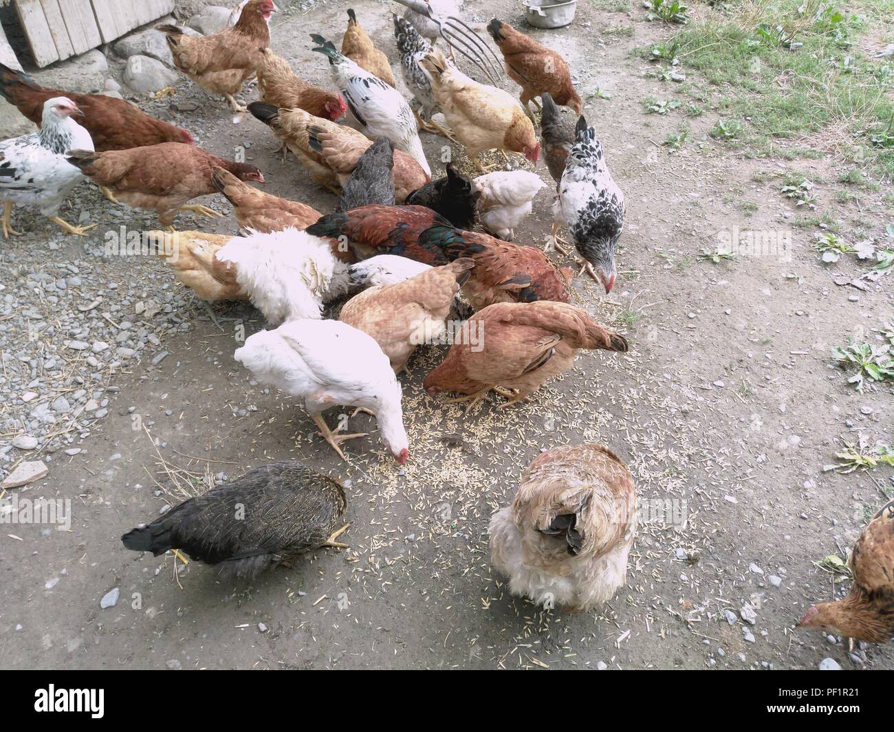 Chickens and hen eating food . Chicken, chicken, ferry, eats from