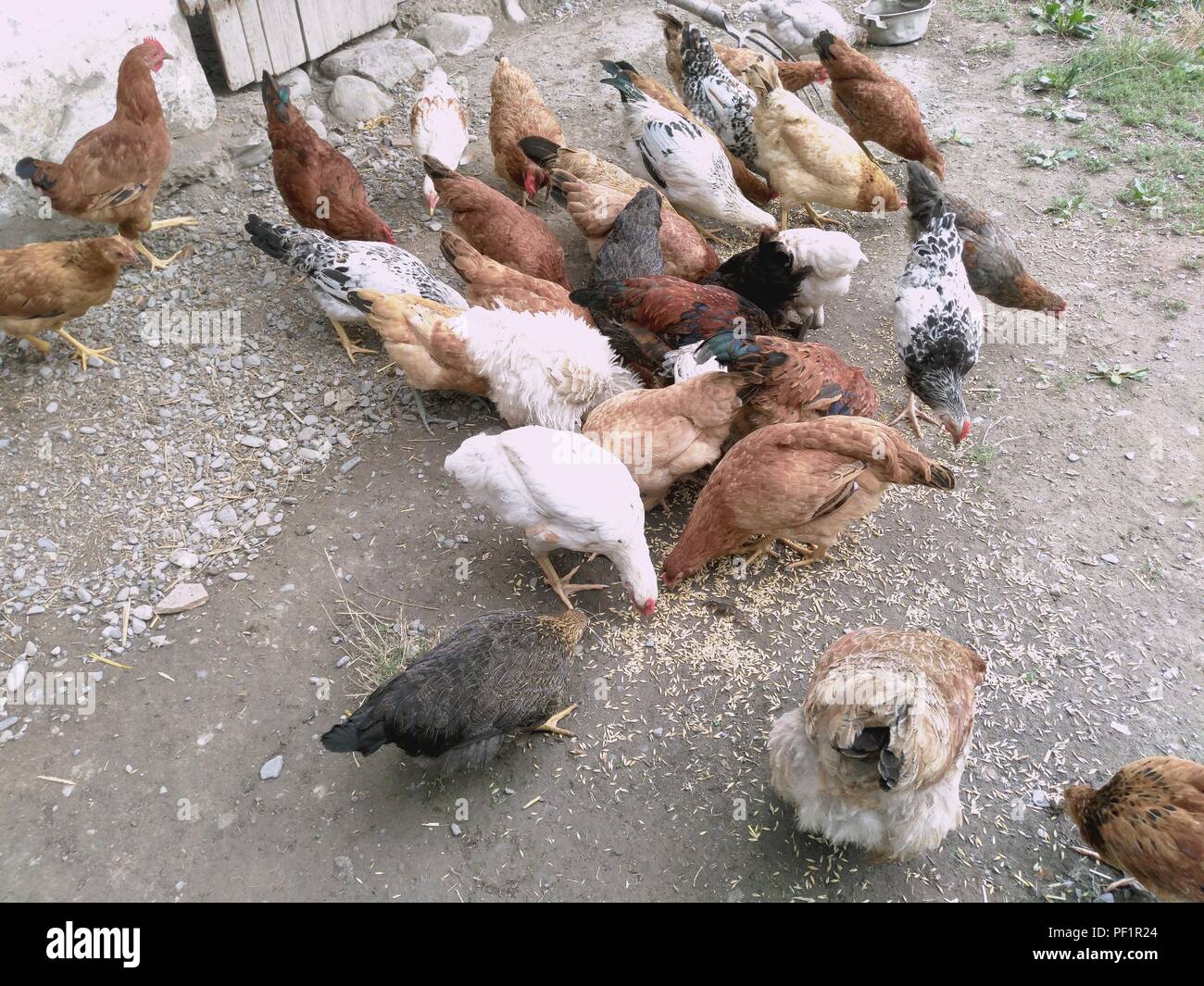 Chickens and hen eating food . Chicken, chicken, ferry, eats from cockroaches Stock Photo Alamy