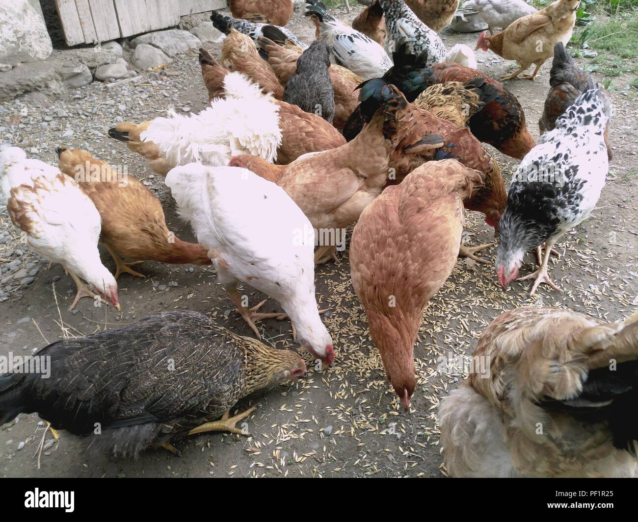 Chickens and hen eating food . Chicken, chicken, ferry, eats from