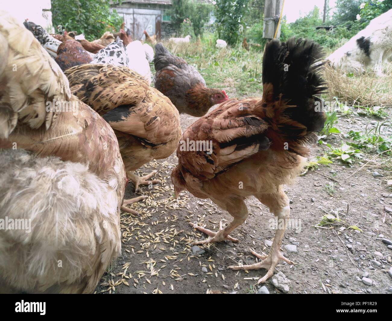 Chickens and hen eating food . Chicken, chicken, ferry, eats from