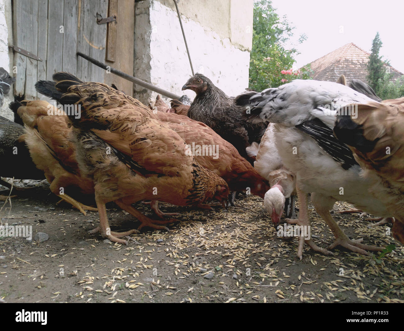 Chickens and hen eating food . Chicken, chicken, ferry, eats from