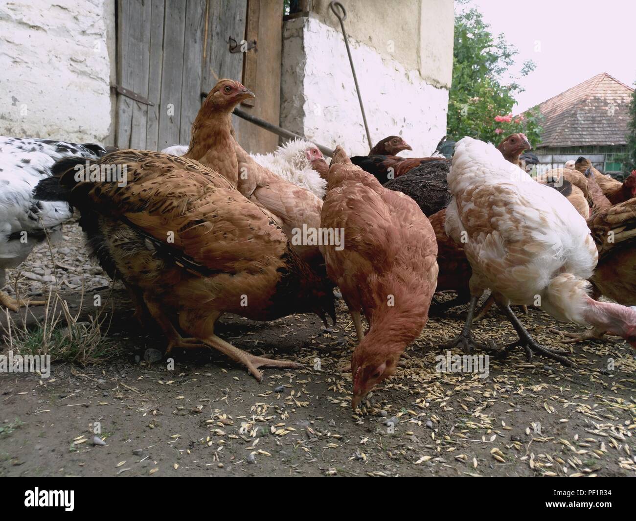 Chickens and hen eating food . Chicken, chicken, ferry, eats from